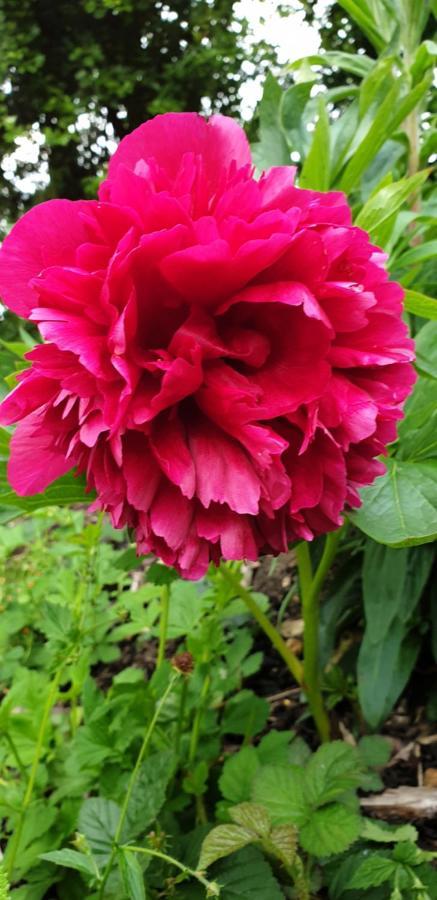 Rose Farm Bed and Breakfast Honiton Exteriör bild