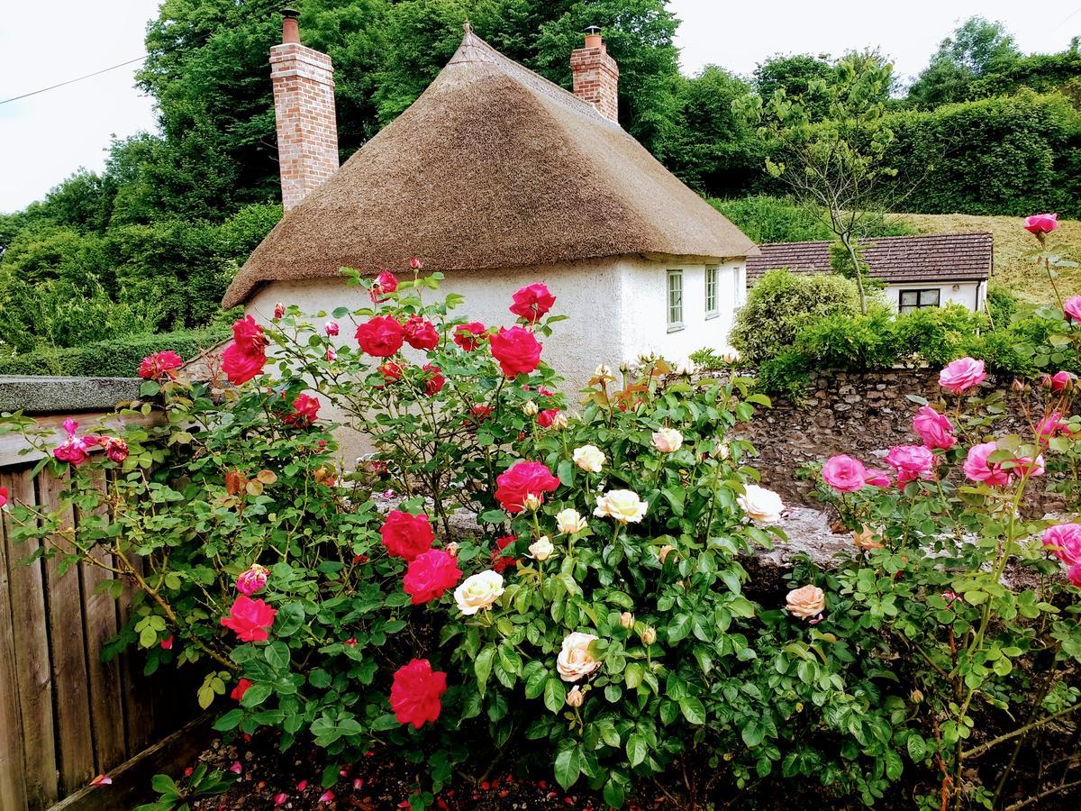 Rose Farm Bed and Breakfast Honiton Exteriör bild